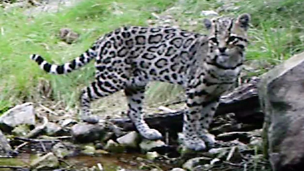 Border wall could be 'game over' for ocelots, jaguars in U.S., conservationist says
